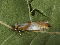 Phyllonorycter roboris