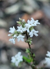 Leucopogon microphyllus