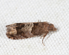 Eucosma parmatana