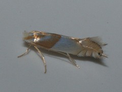 Phyllonorycter roboris