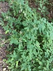 Desmodium viridiflorum