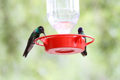 Eugenes fulgens