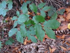 Prosartes hookeri