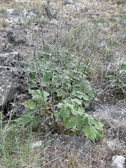 Allowissadula holosericea