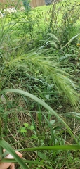 Elymus glabriflorus