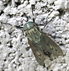 Tabanus