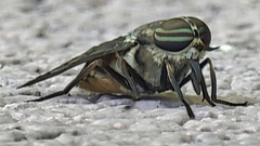 Tabanus