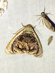 Lepidodes