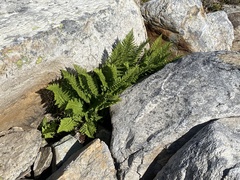 Athyrium americanum