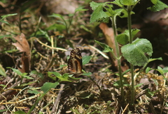 Castilia eranites