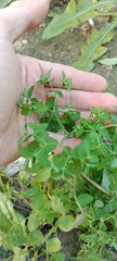 Euphorbia peplus