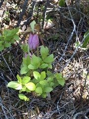 Cypripedium acaule