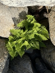 Athyrium americanum