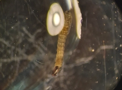 Simuliidae