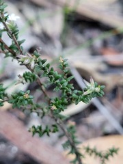 Leucopogon microphyllus