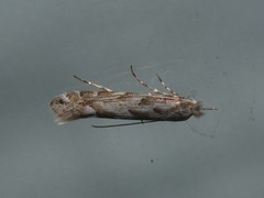 Phyllonorycter sagitella