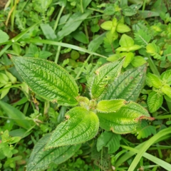 Miconia crenata