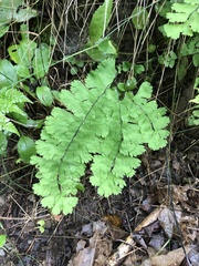 Adiantum pedatum