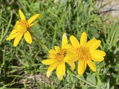 Arnica mollis