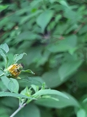 Agapostemon