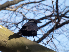 Corvus corone