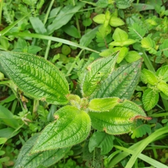 Miconia crenata
