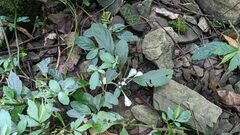 Gomphostemma chinense