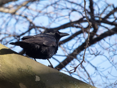 Corvus corone