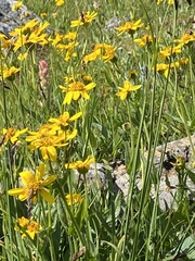 Arnica mollis