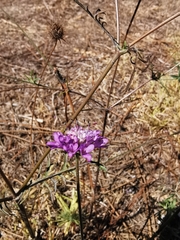 Sixalix atropurpurea