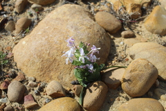 Lapeirousia pyramidalis pyramidalis