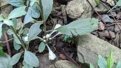 Gomphostemma chinense