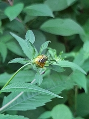 Agapostemon
