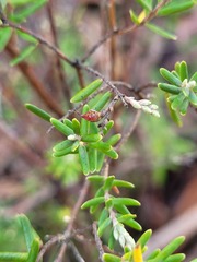 Acrothamnus hookeri