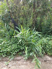 Hedychium coronarium