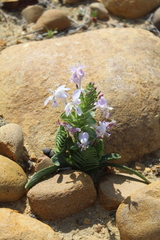 Lapeirousia pyramidalis pyramidalis