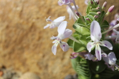 Lapeirousia pyramidalis pyramidalis