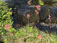 Leptarrhena pyrolifolia