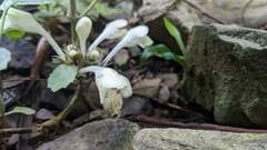 Gomphostemma chinense