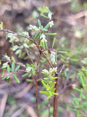 Acrothamnus hookeri