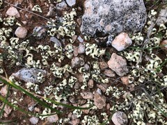 Xanthoparmelia semiviridis