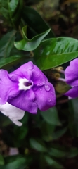 Brunfelsia