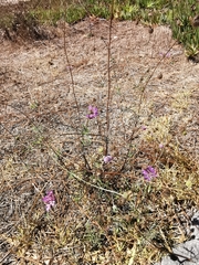Sixalix atropurpurea