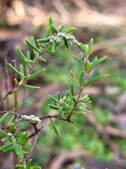 Acrothamnus hookeri