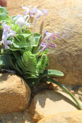 Lapeirousia pyramidalis pyramidalis