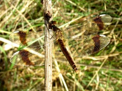 Sympetrum pedemontanum