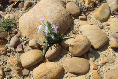 Lapeirousia pyramidalis pyramidalis