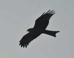 Milvus migrans