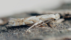 Phyllonorycter sagitella