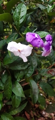 Brunfelsia